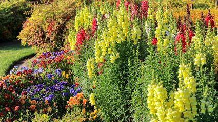 Spring Colours - Cowra 